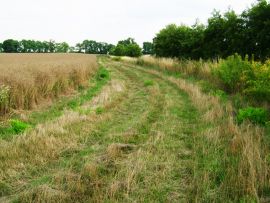 Brache-02.jpg